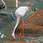 Greater Flamingo