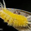 Arctiidae moth caterpillar