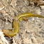 Southern Two-lined Salamander