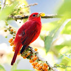 Summer Tanager