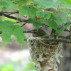 Red eyed vireo