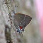 White M Hairstreak