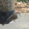 Chipping Sparrow