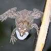 Common Skittering Frog