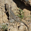 Western Side-blotched Lizard