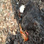Centipede (Order Scolopendromorpha)