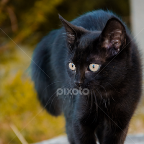 Charlie by Stankowski Daniel - Animals - Cats Kittens
