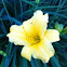 Yellow Lollypop Day Lilly