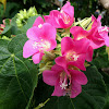 Tropical Rose Hydrangea