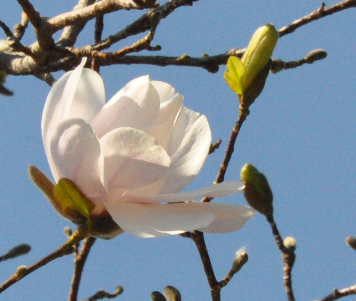 Merrill Magnolia