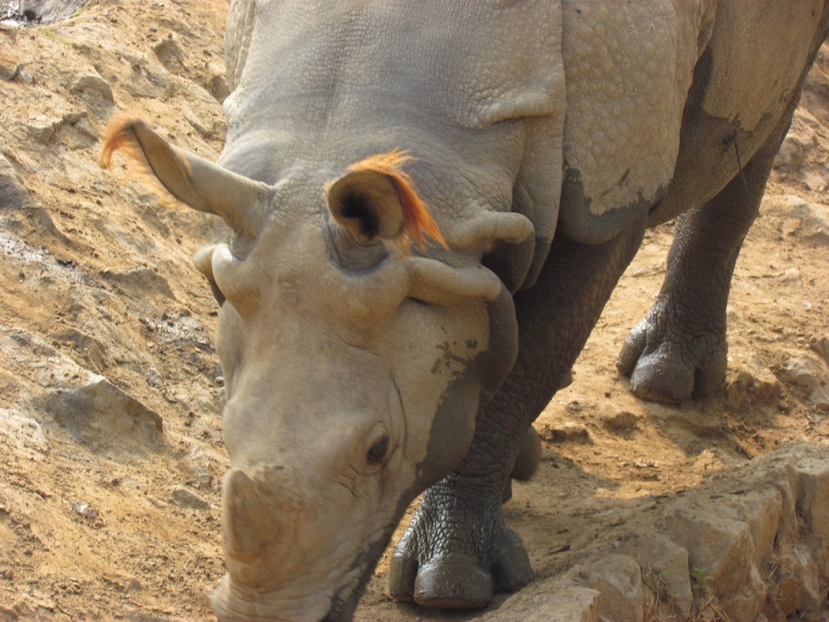 THE FAMOUS ONE HORNED Indian RHINOCEROS