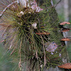 Epiphyte