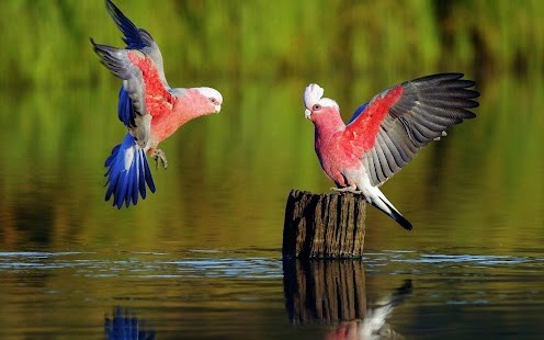 Parrot Wallpaper Screenshots 0