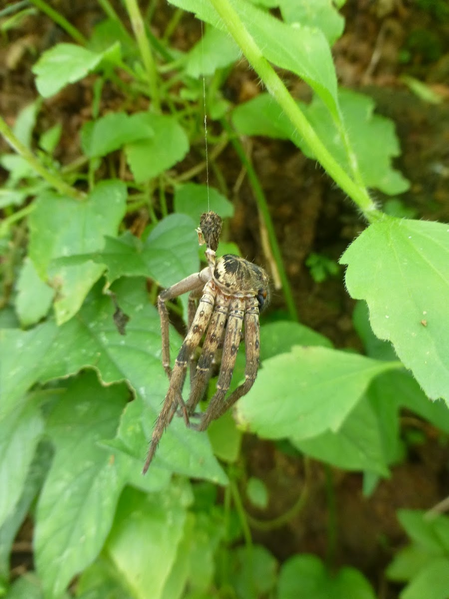 Huntsman spider exoskeleton