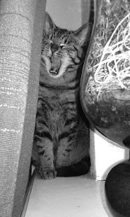 How to mod Pussy lastet apk for android