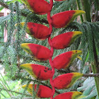 Lobster-claws, wild plantains or false bird-of-paradise