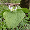 Drooping trillium