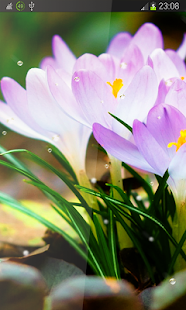 Download Spring Flowers Rain HD LWP APK