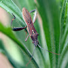 Leaf-footed Bug