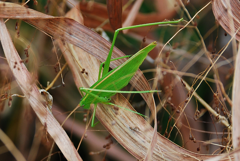 Green Bush Katydid