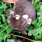 Scabrous Puffball