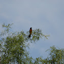 Orchard Oriole