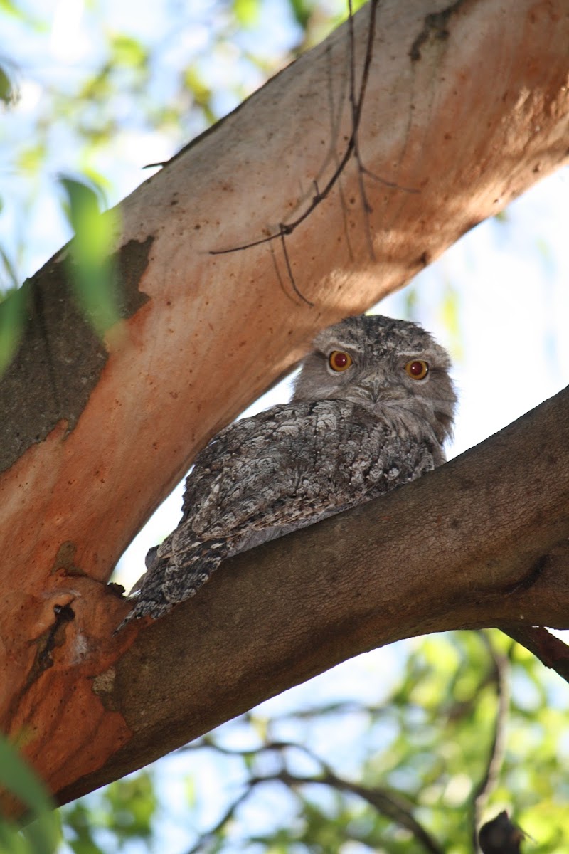 Tawny Frogmouth