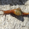 Land snail or semi-slug