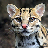 Ocelot. by Roxane Vanelli -  