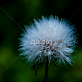 Dente de Leão by Francisco Andrade - Flowers Flowers in the Wild