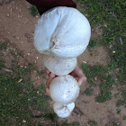 Puffballs