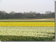 Tulip Fields 04-08 07