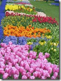 Keukenhof 04-08 71