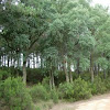 Alcornocal. Quercus suber
