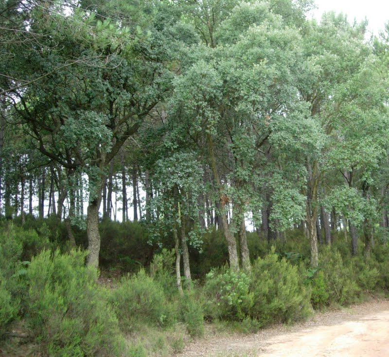 Alcornocal. Quercus suber