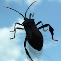 Light-tipped Leaf-footed Bug