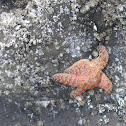 Starfish