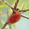 Lychee Stink Bug (Nymph)