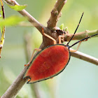 Lychee Stink Bug (Nymph)