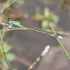 Common Bluetail