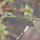 Common Bluetail