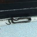 Northern watersnake (juvenile)