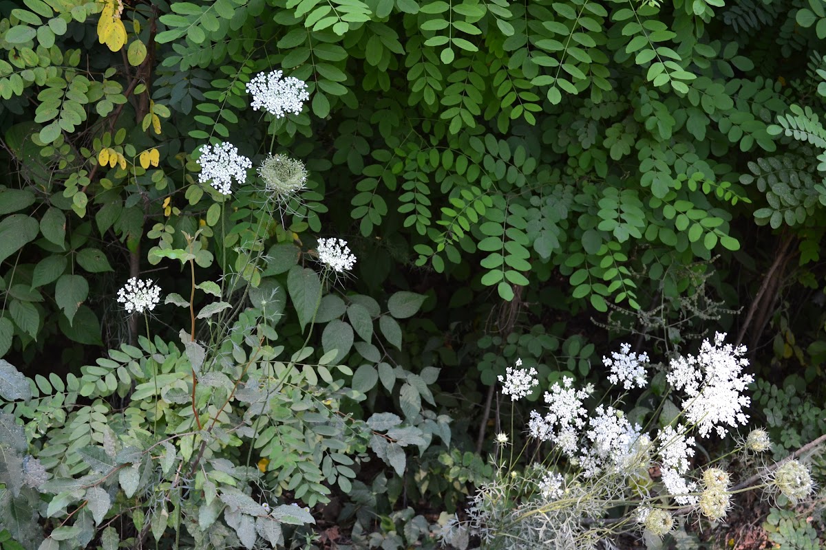 kalanchoe white flowers