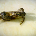 Estaurine Mud Crab