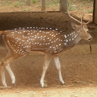 Chital