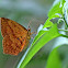 Grass Yellow Butterfly Moth