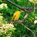 Black-naped Oriole