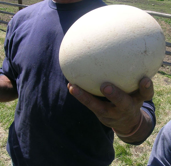 Huevo de Avestruz Project Noah