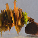 Trichoptera larva