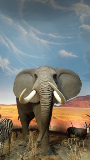 The Giant Elephant